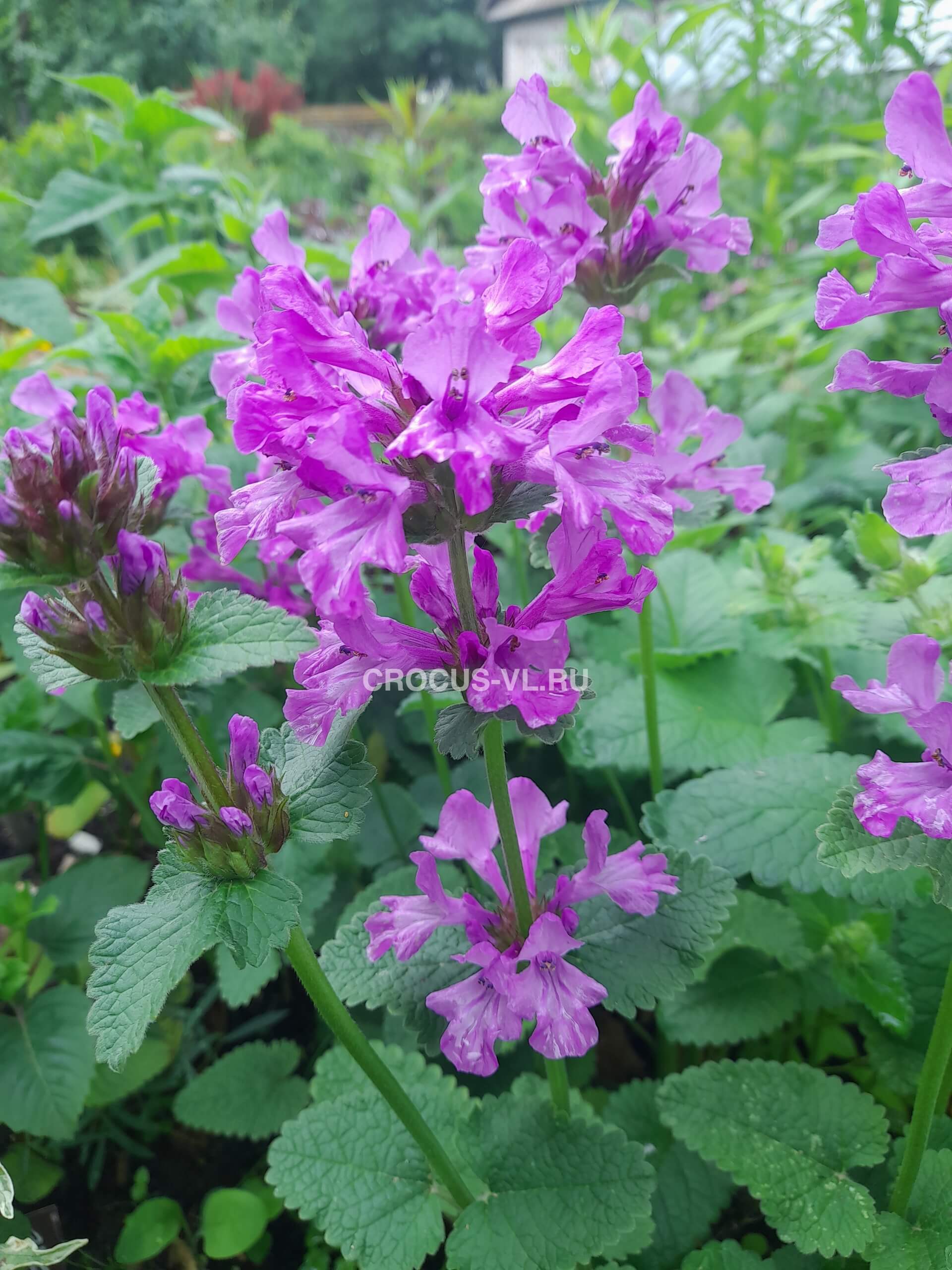 Буквица крупноцветковая «Superba»